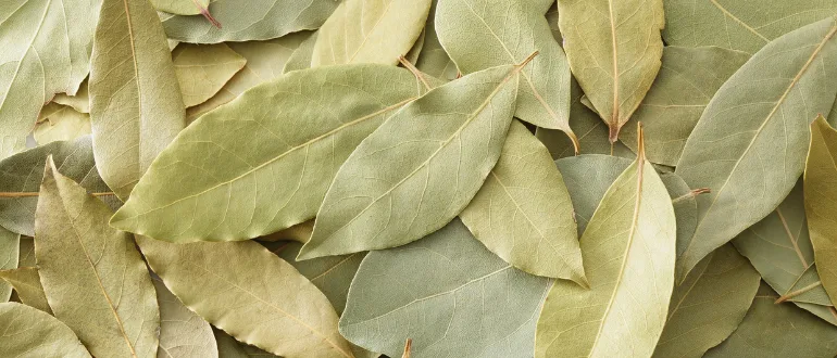 Bay Leaf